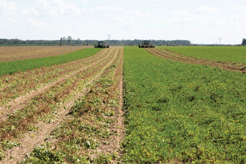 Tractors overturn and harvest peanuts