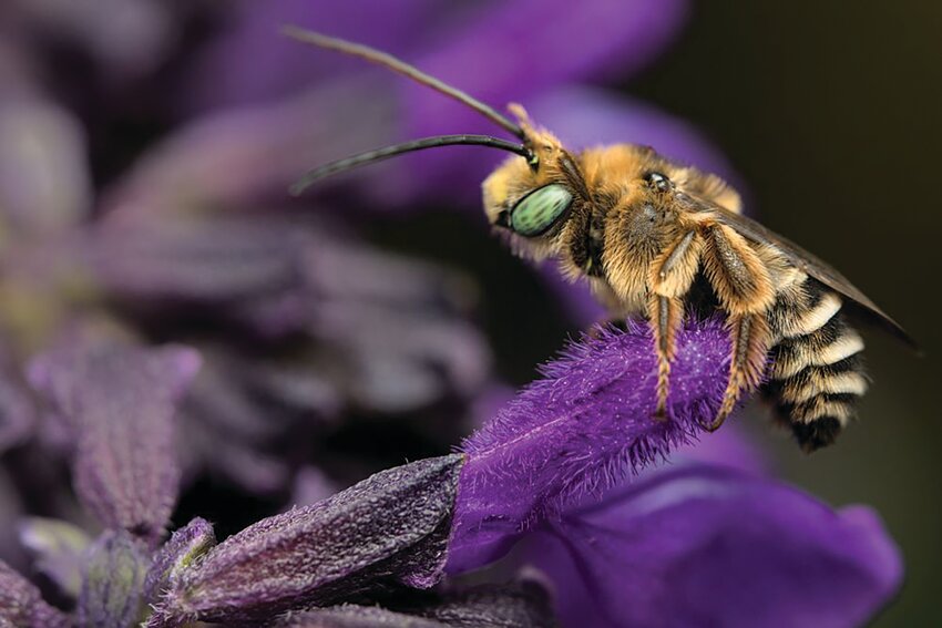 Native bees Melissodes on big blue sage.