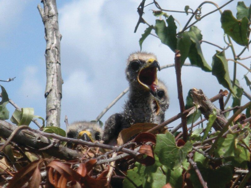 Everglades snail kite in its next. [Photo courtesy SFWMD]