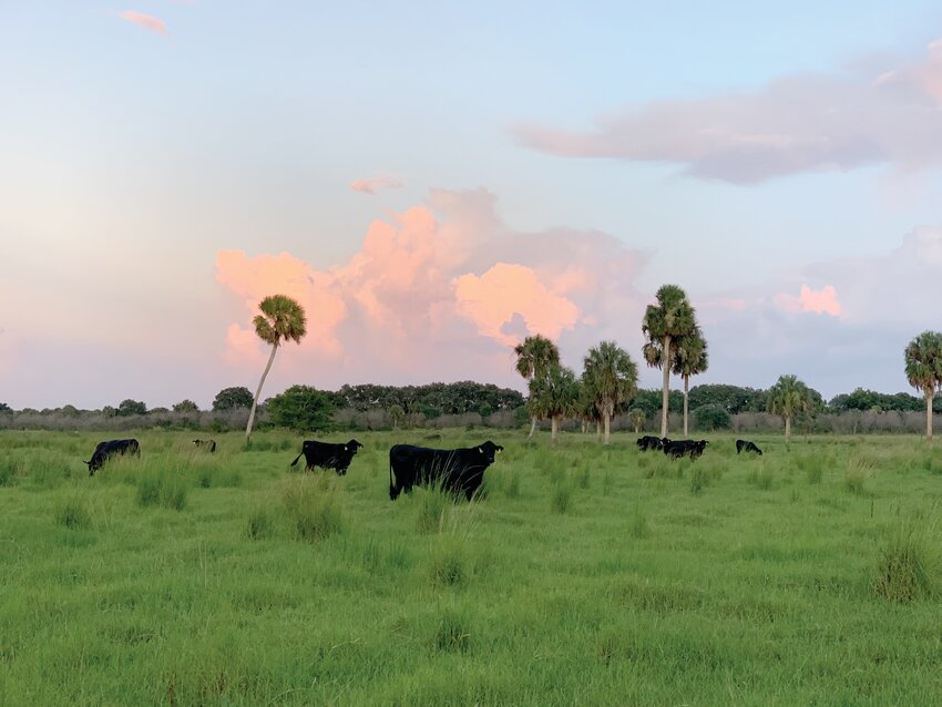 OKEECHOBEE -- Brangus cattle are rasied on the Williamson Cattle Company ranch. Like most Florida ranches, it is a cow/calf operation, with about half the herd sent to market each year. [Courtesy photo]