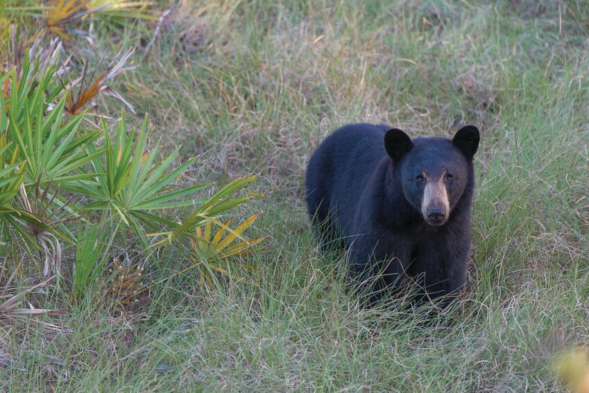 Native Florida wildlife thrives on Florida ranches. This photo was taken at Hendrie Ranch. [Photo by Carlton Ward Jr.]