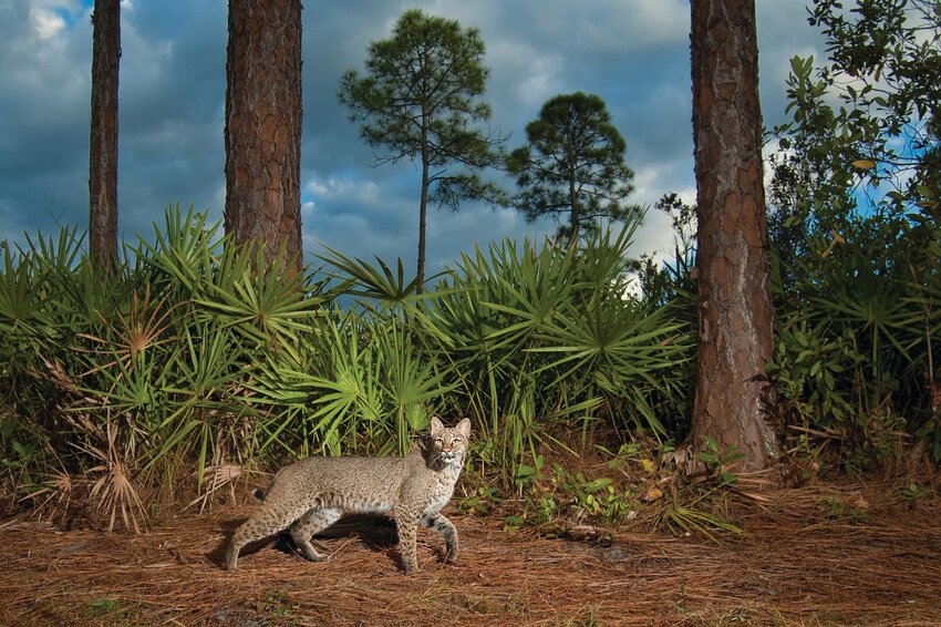 Florida ranches provide habitat for native wildlife. [Photo by Carlton Ward]