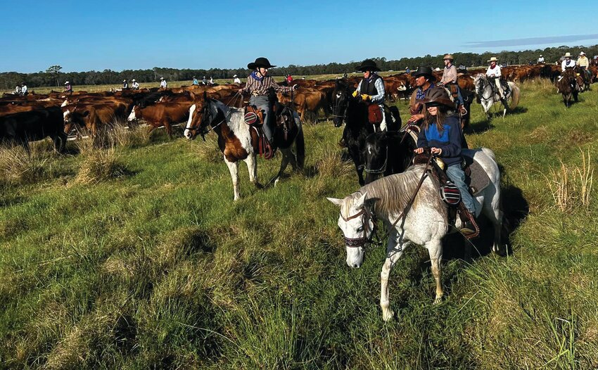 About 400 riders participated in 2022 Great Florida Cattle Drive, which was held in honor of the 500th anniversary of the arrival of cattle in Florida. The drive was originally planned for 2021, but had to be postponed due to the COVID-19 pandemic. [Photo by Katrina Elsken/Lake Okeechobee News]