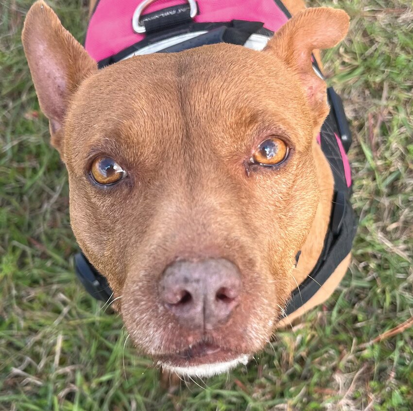 Jovi [Photo courtesy Caloosa Humane Society]