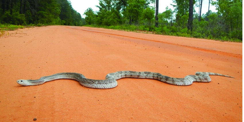 Florida pine snake
