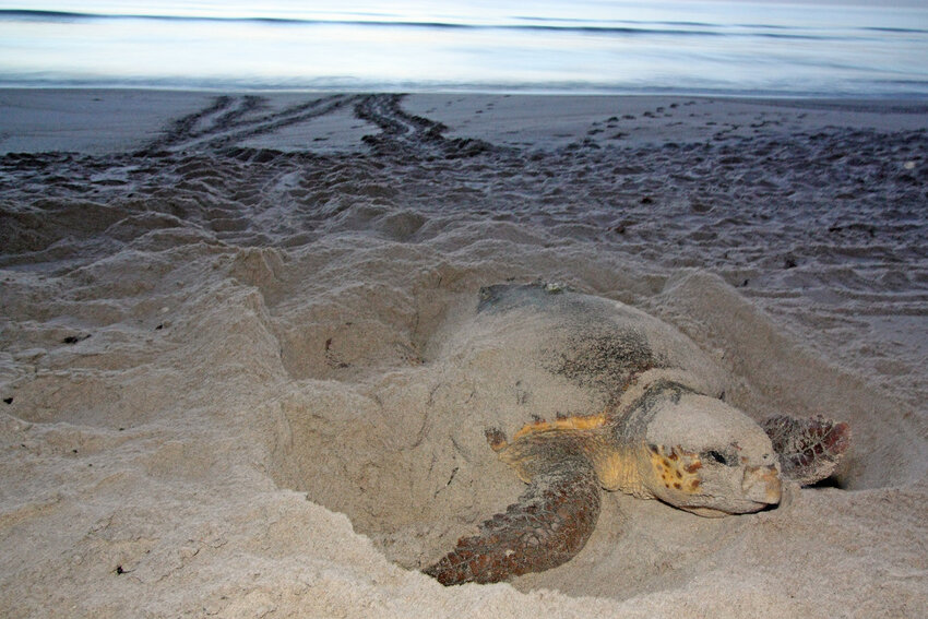 Nesting sea turtle