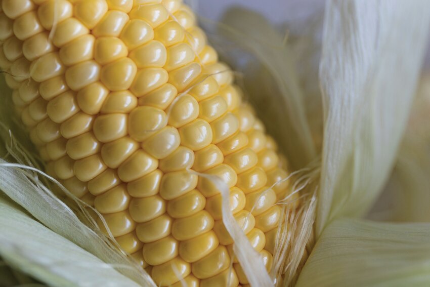 Corn on the cob