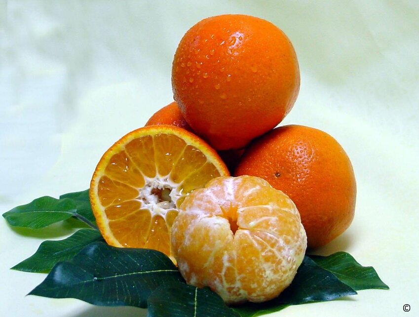 Sugar Belle citrus cultivar.  Mix of sweet Clementine and Minneola varieties.  UF cultivars, oranges, citrus.  UF/IFAS File Photo.