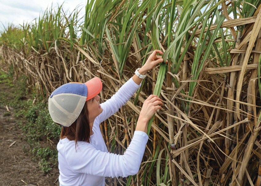 Monica Navia-Urrutia, an assistant professor and plant pathologist at UF/IFAS EREC, checks for pests at a sugar cane field in the EAA.