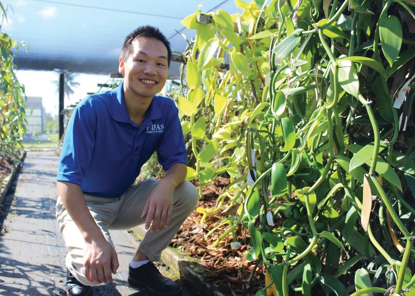 Xingbo Wu, plant breeder and geneticist at the UF/IFAS Tropical Research and Education Center (TREC), is the principal investigator conducting research to establish domestic vanilla cultivation at TREC&rsquo;s Homestead facility since 2022. Here he is at the TREC vanilla greenhouse.