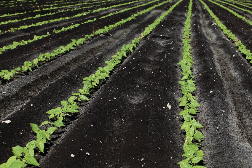 Rows of crops planted in black soil in the Everglade Agricultural Area&rsquo;s Belle Glade city.