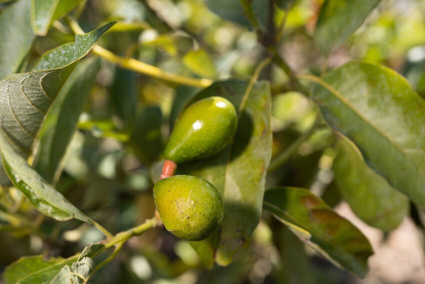 This avocado variety is at a stage where it is still growing at the UF/IFAS Tropical Research and Education Center.