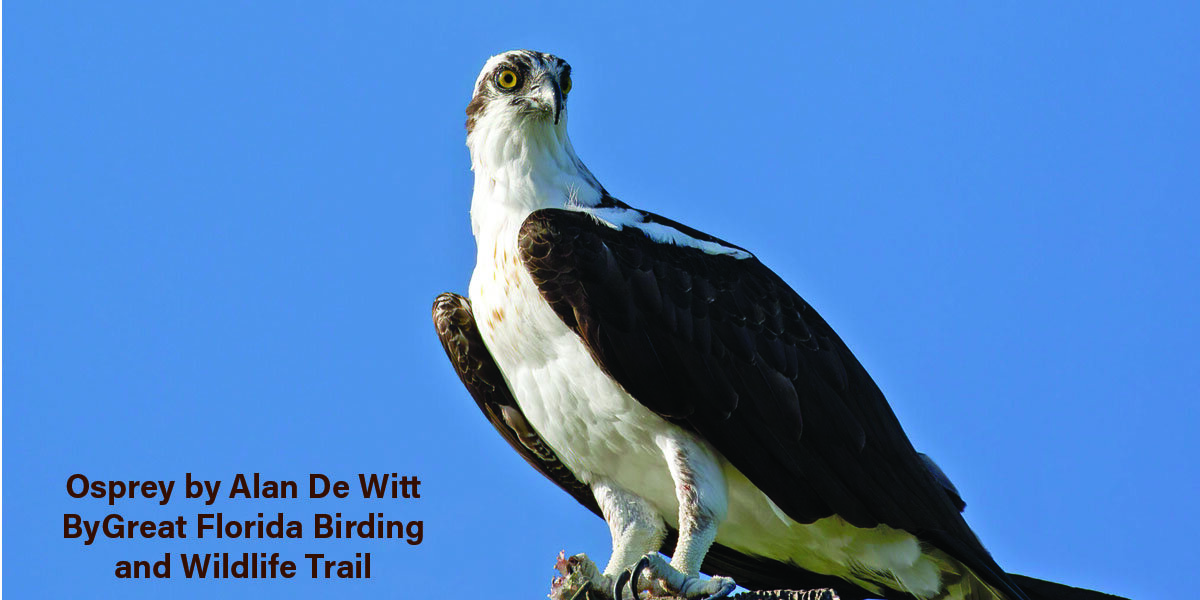 FWC announces selection of 14 new Great Florida Birding and Wildlife ...