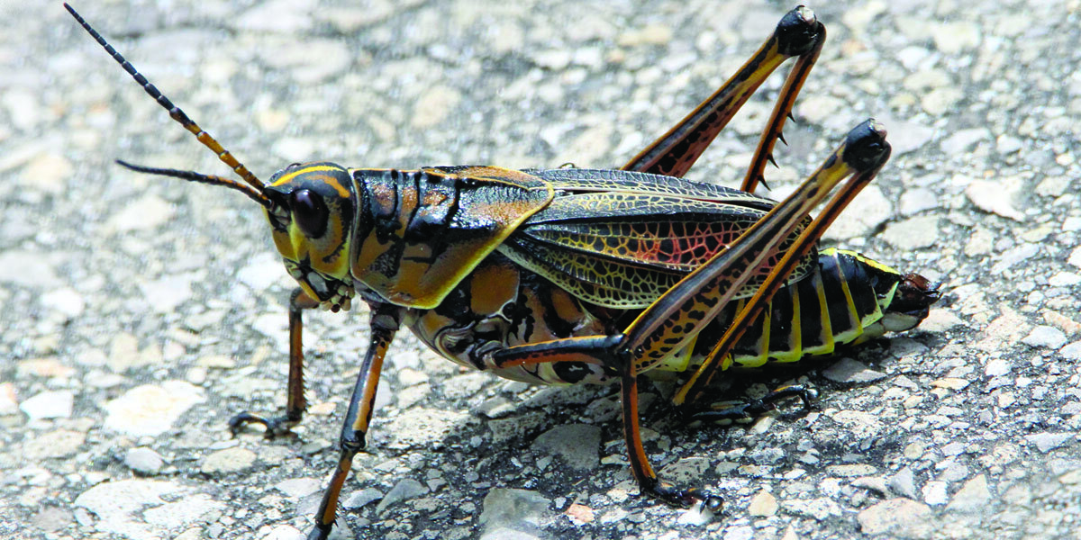 UF experts gives tips to manage the eastern lubber grasshopper | South ...