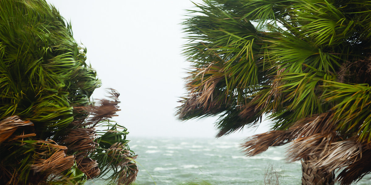 UF/IFAS provides tips and insights on how palm trees can survive after hurricanes