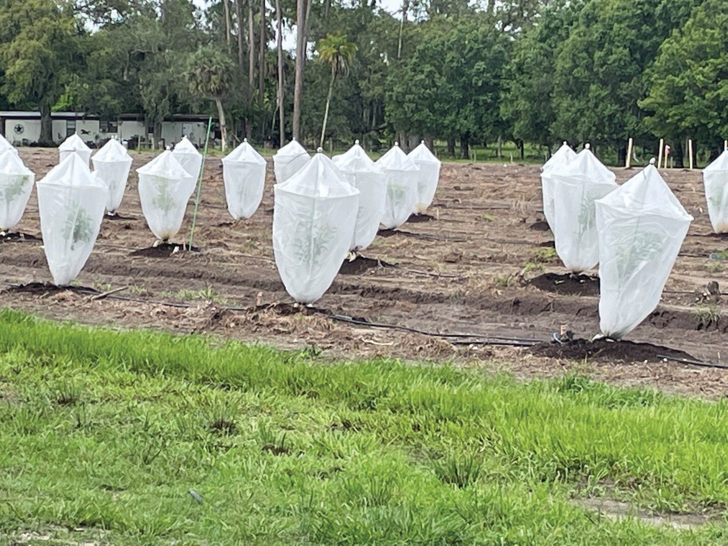 Mesh bags protect citrus fruits from greening and can improve tree health