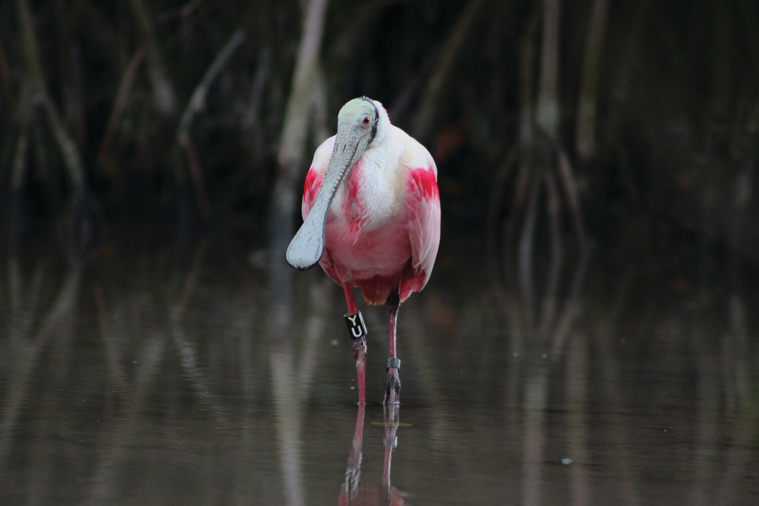 Roseate Spoonbill Nesting Improved Over Last Year in Florida Bay
