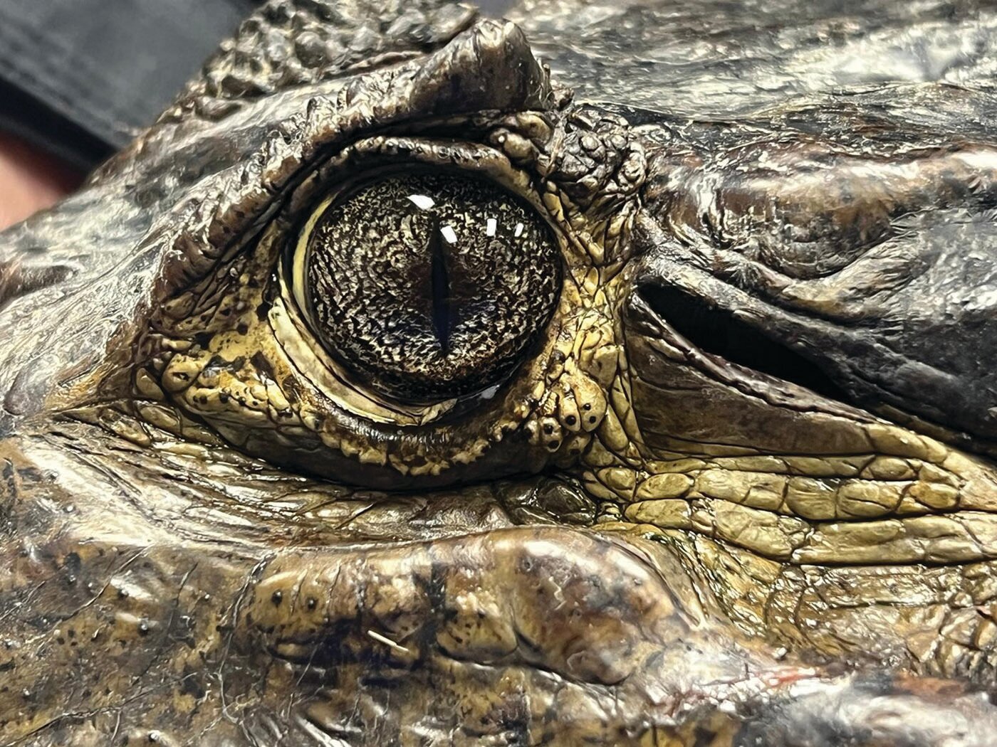 Invasive caiman may pose new challenges for Everglades restoration