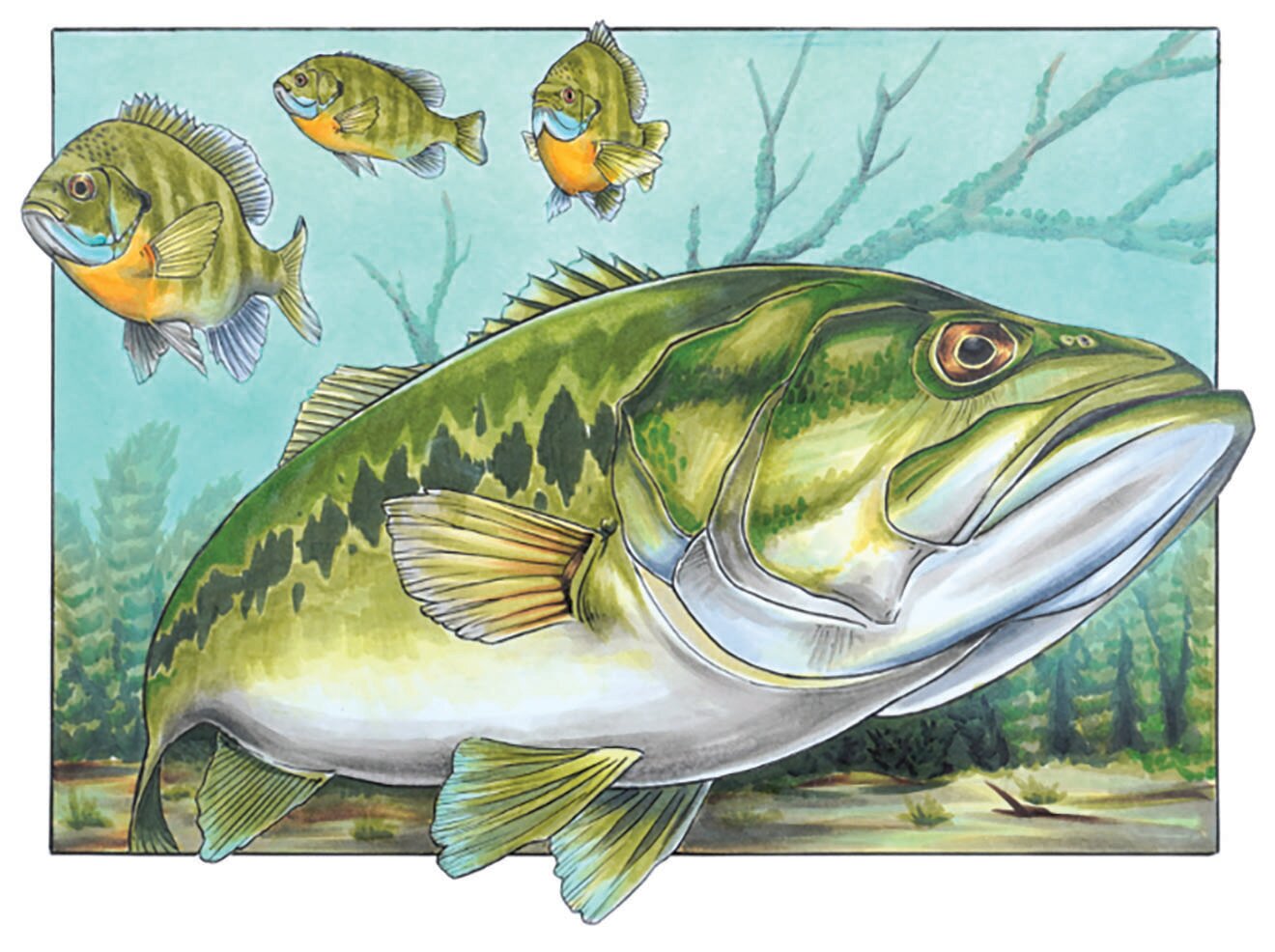 Florida student’s art wins Best of Show in Fish Art Contest!