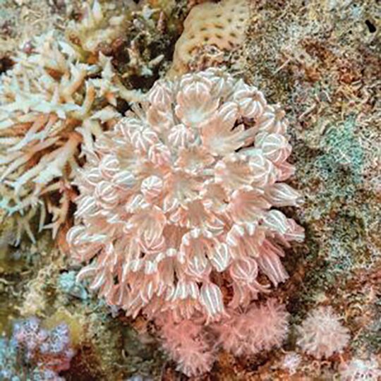 Scuba divers: Be on the lookout for Pulse Corals