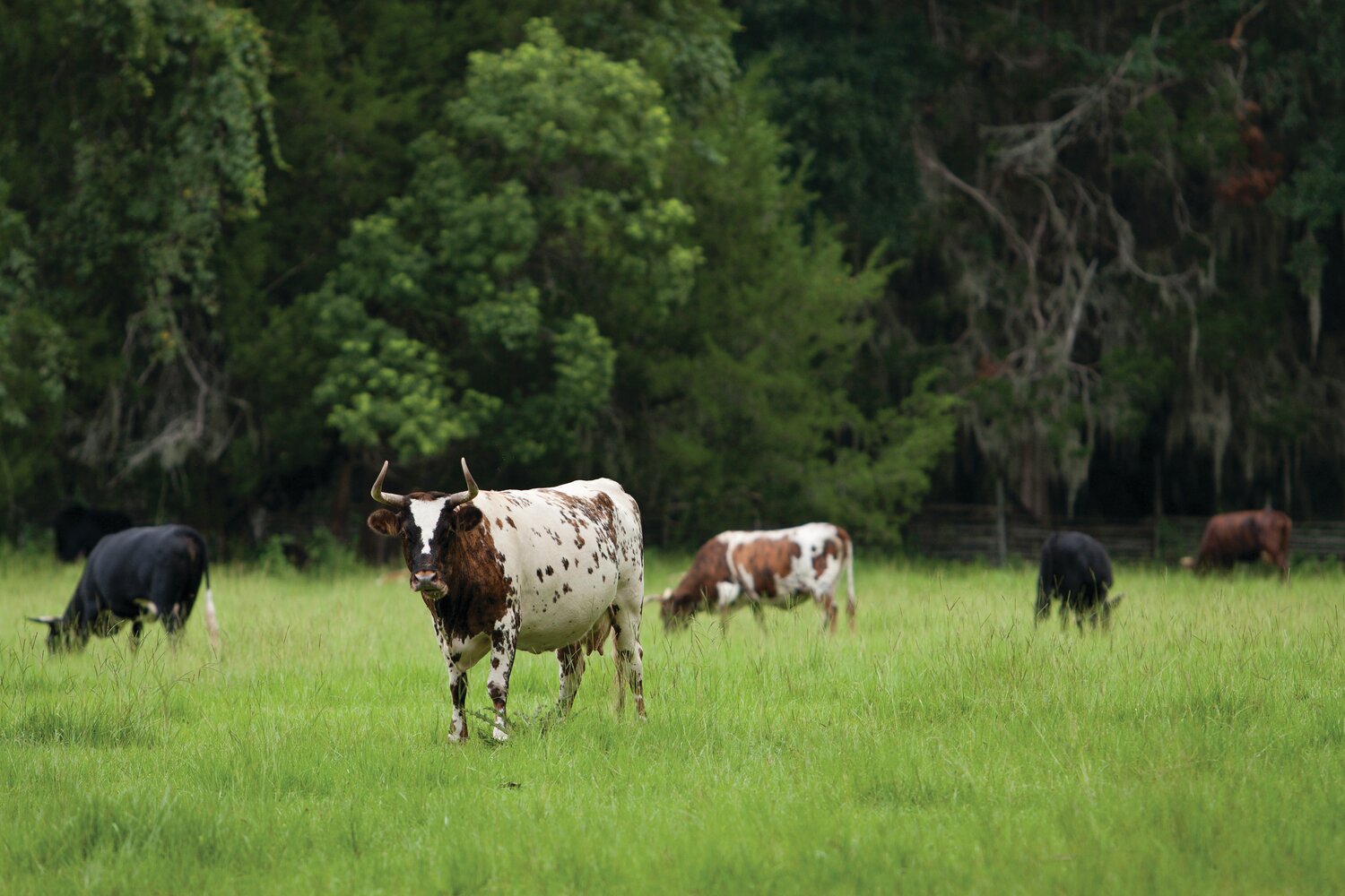 Florida's heritage cattle offer lessons for the state's agricultural past, present and future
