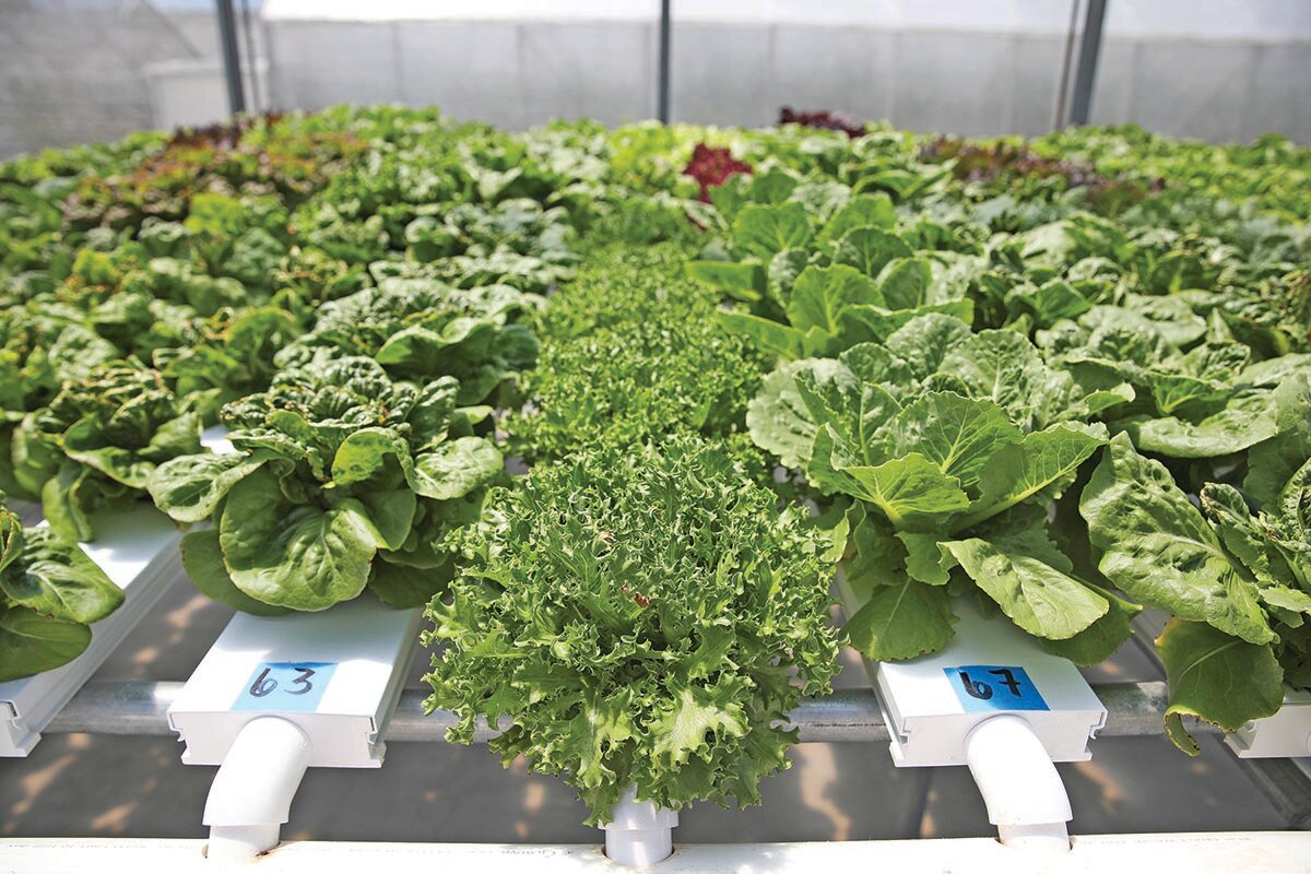 From fields to space farming, new tool detects crop drought stress before it’s visible - Lake Okeechobee News