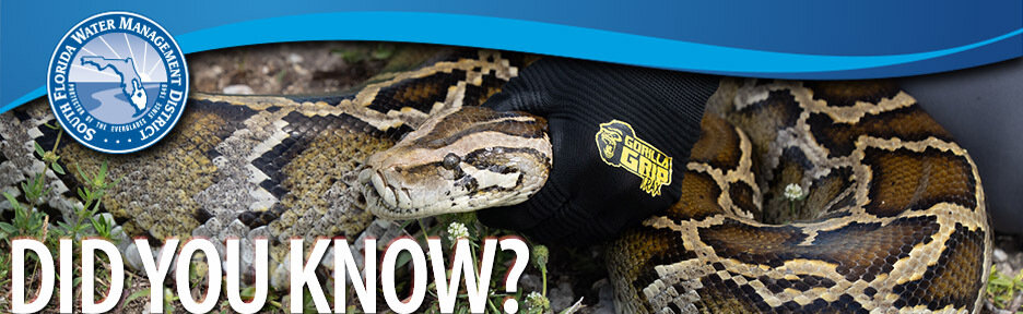 Removing invasive Burmese pythons from the Everglades