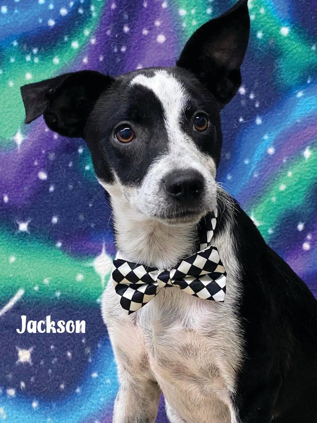 Jackson spca sale