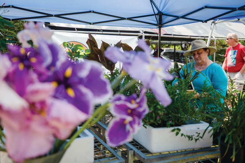 A woman checks out plants at the Sumter Master Gardeners' tent during a previous festival at Swan Lake Iris Gardens.