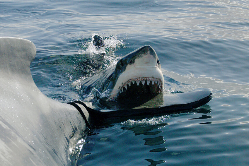 This image released by Discovery shows a scene from &ldquo;Belly of the Beast: Bigger and Bloodier,&rdquo; part of 21 hours of programing celebrating &quot;Shark Week.&quot;