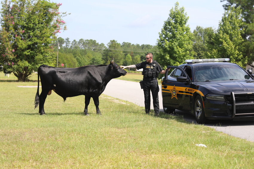 Sumter County sheriff's deputies coax Rowdy the bull back to his own pasture on Thursday morning, July 18, after he wandered into a neighbor's yard on U.S. 15 North.