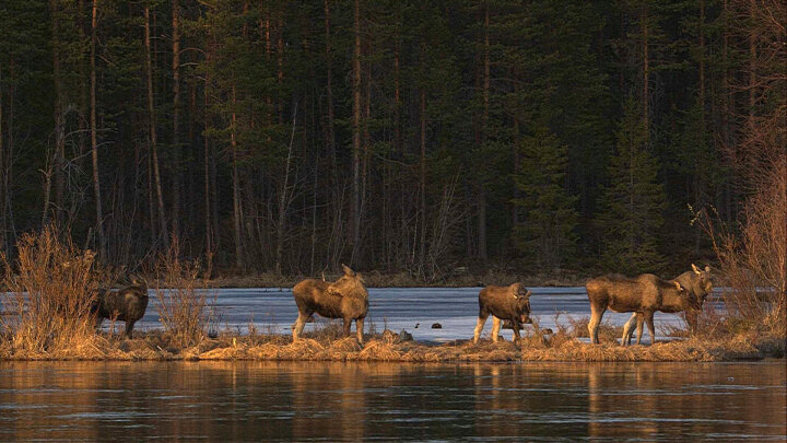 This undated photo, issued by SVT, shows Moose in Junsele, Sweden during preparations for the livestream 'The Great Moose Migration' to document the annual Moose migration near Kullberg in northern Sweden.