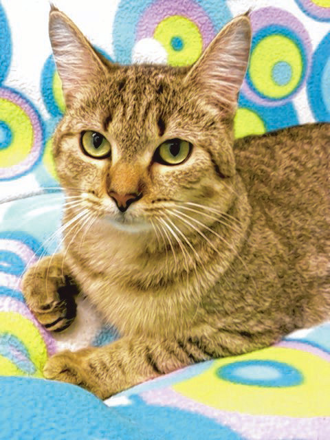 Joon, a housebroken 1-year-old gray tabby spayed American short hair, is available for adoption at the Sumter SPCA. She is great with other cats. She is playful, affectionate, gentle and friendly. She loves to be scratched and petted. Joon has been waiting for more than a year to find her new family. The Sumter SPCA is located at 1140 S. Guignard Drive, (803) 773-9292, and is open 11 a.m. to 5:30 p.m. every day except Wednesday and Sunday. Visit the website at www.sumterscspca.com.