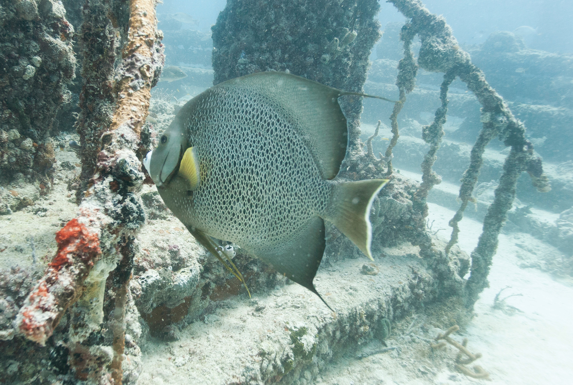 A large gray angelfish swims near a stairway at the reef.