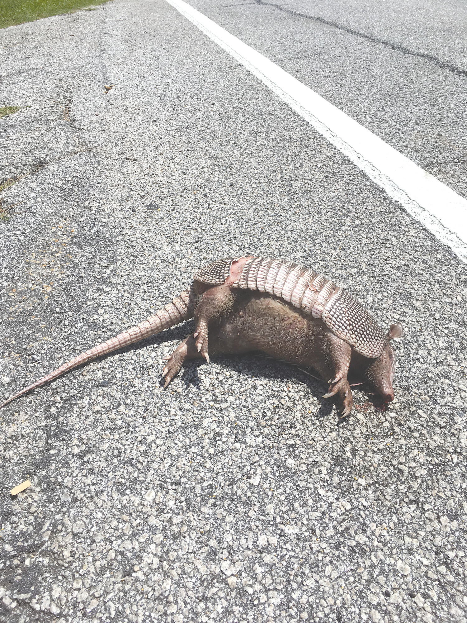 Dan Geddings took this picture this past Tuesday of a roadkill armadillo on Pinewood Road just outside the city limits of Sumter.