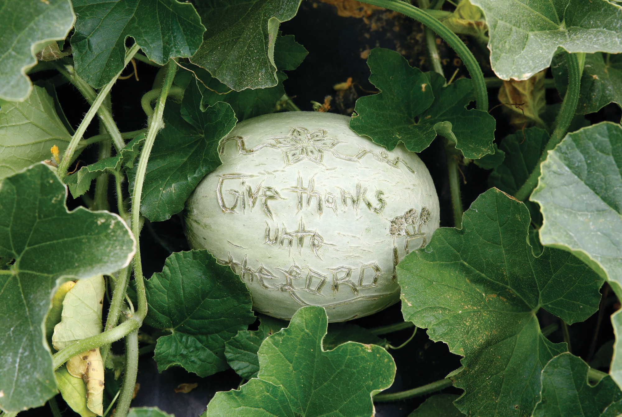 A message reading "Give thanks unto the Lord" is carved into the skin of a melon at an Old Order Mennonite family's farm in New Holland, Pennsylvania.