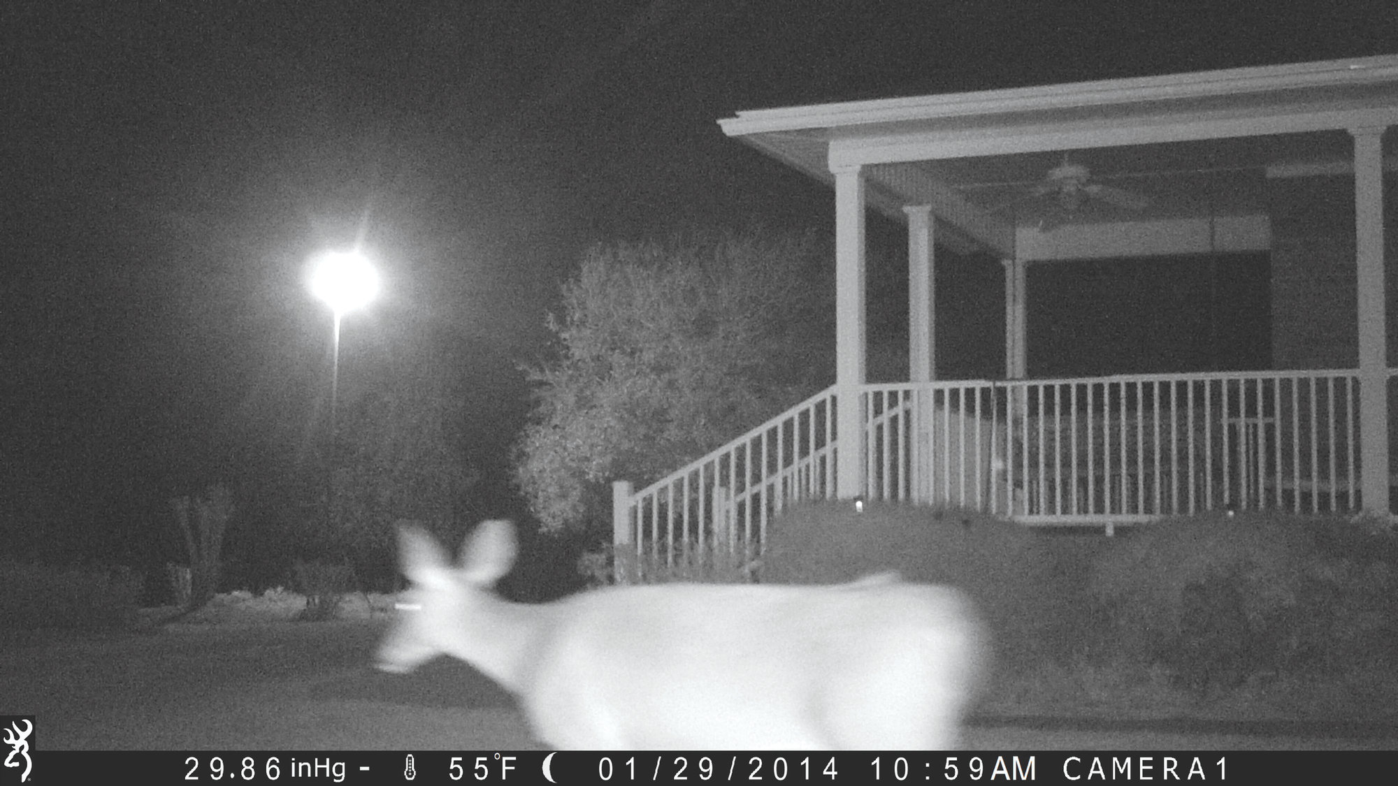 I placed a game camera in my father-in-law's flower bed 10 steps from his porch. The doe is a little blurry because she is trotting between the camera and his house.