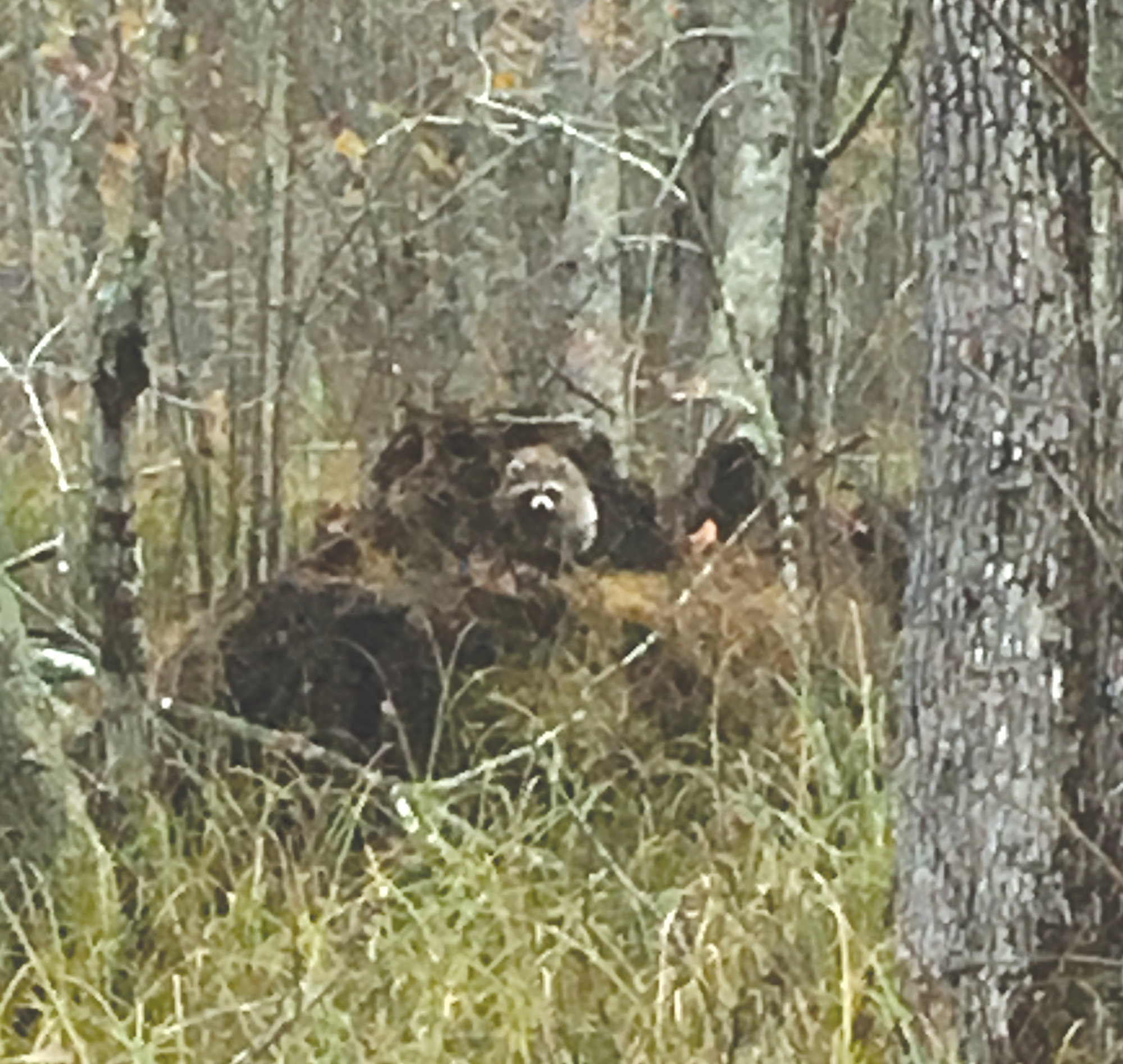 DAN GEDDINGS / SPECIAL TO THE SUMTER ITEM  Wetland habitats benefit a variety of wildlife such as this curious raccoon.
