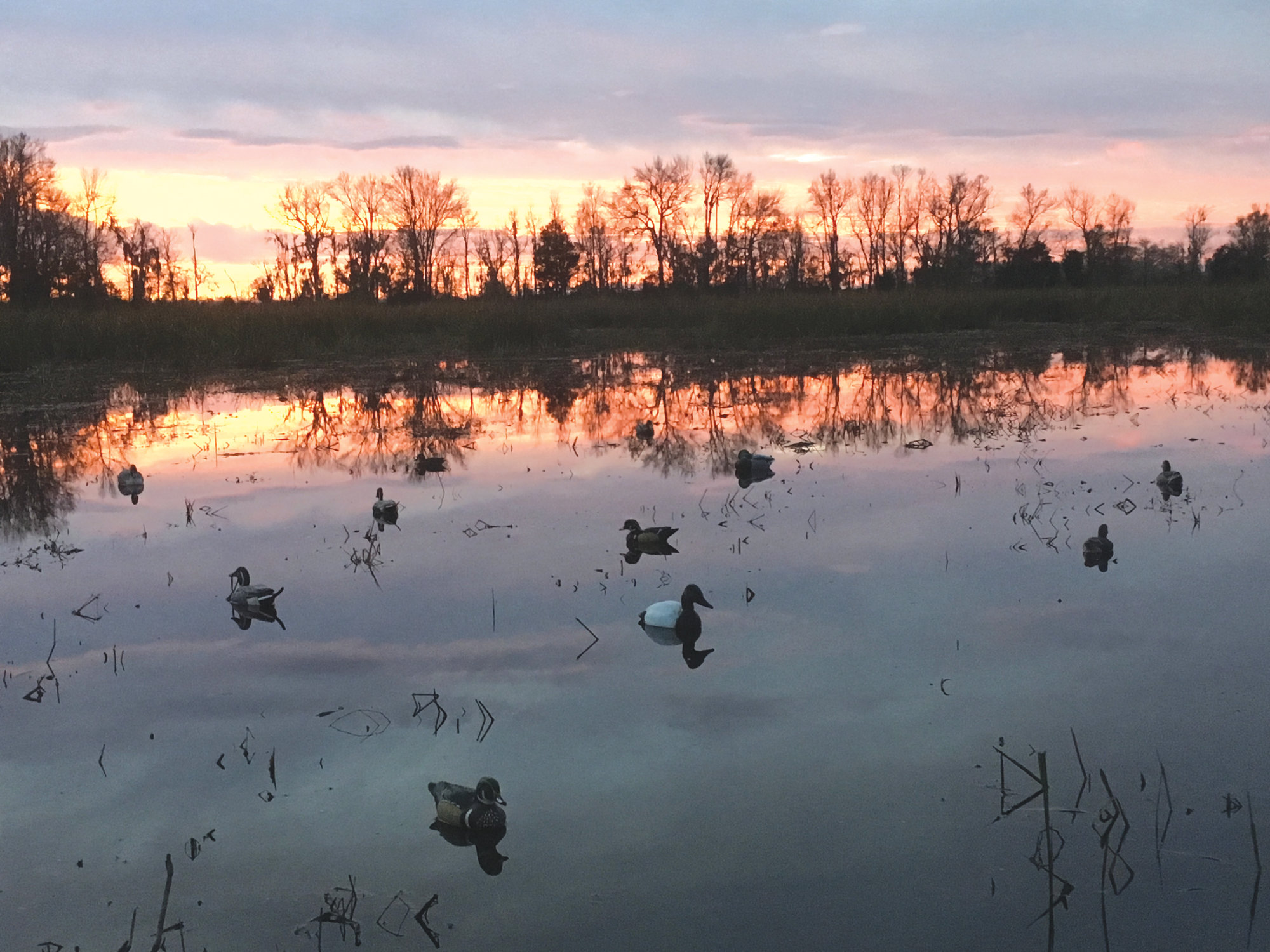 DAN GEDDINGS / SPECIAL TO THE SUMTER ITEM  Sunrise and decoys are seen at Samworth Wildlife Management Area on a recent duck hunt.