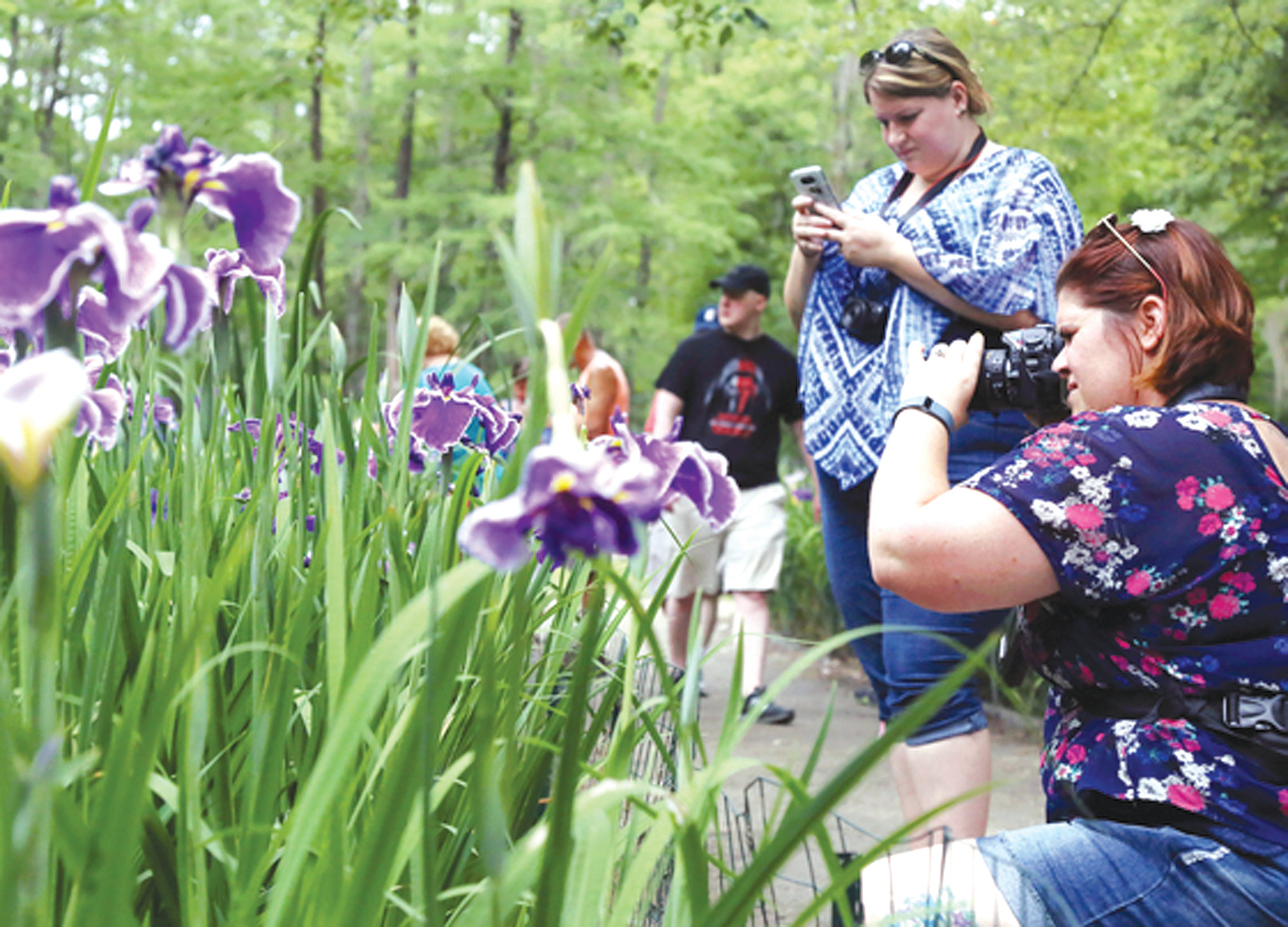 Sumter's Iris Festival events begin Thursday with Taste at the Gardens