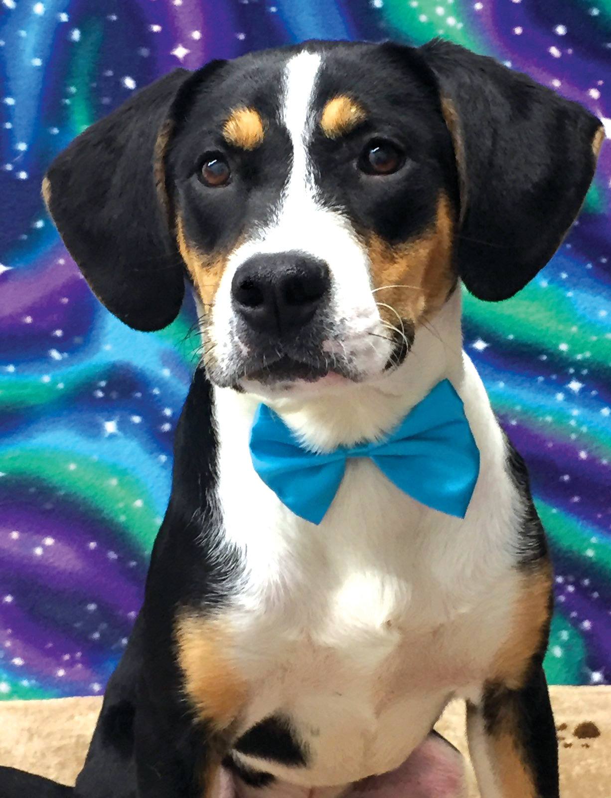 Dash is a 6-month-old hound mix. He is wonderful with children and other dogs. He is active, friendly and playful. Dash is an affectionate boy who loves people and enjoys any kind of attention. The Sumter SPCA is located at 1140 S. Guignard Drive, (803) 773-9292, and is open 11 a.m. to 5:30 p.m. every day except Wednesday and Sunday. Visit the website at www.sumterscspca.com.