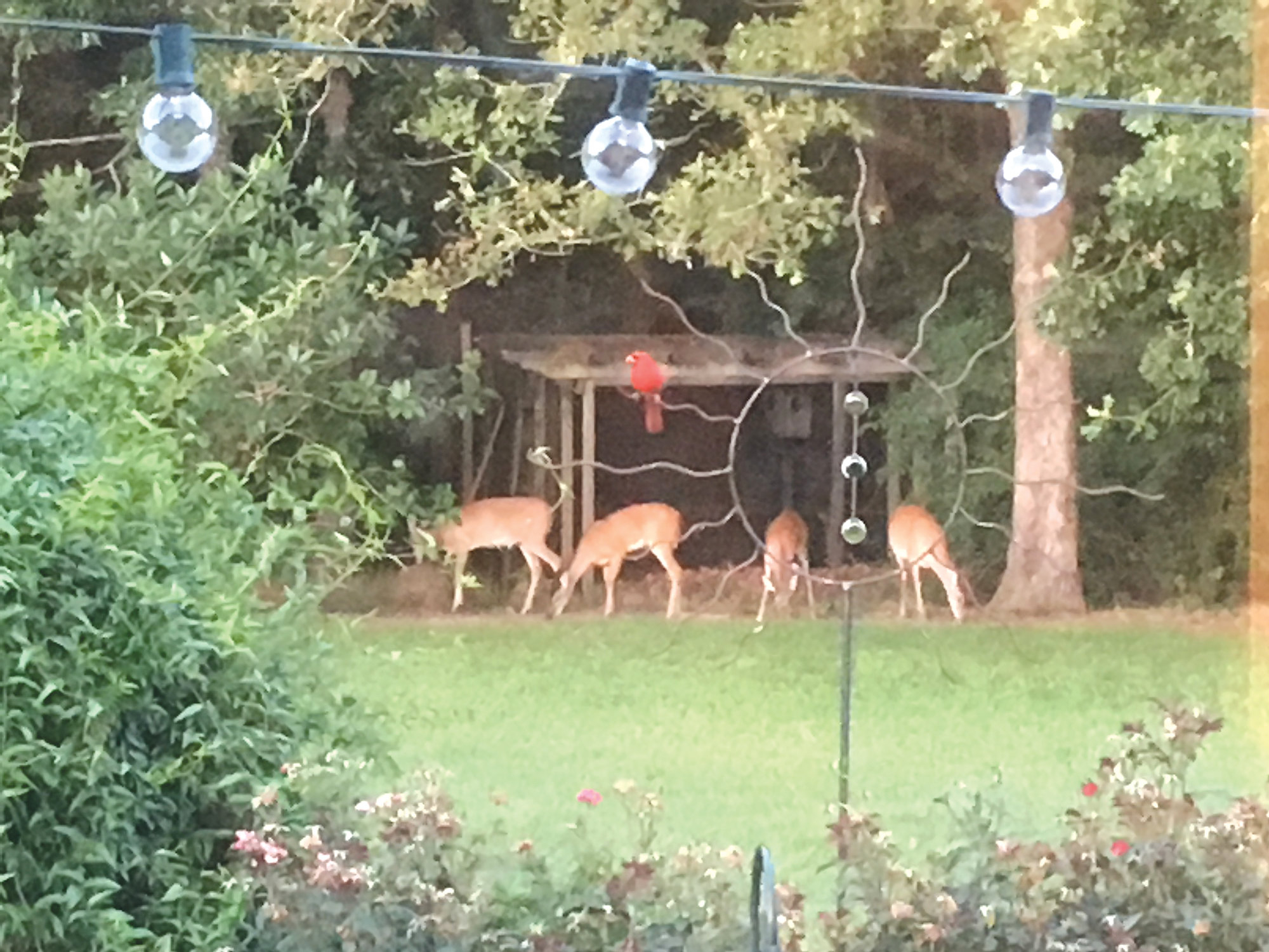 Dan Geddings took this picture from his kitchen window.