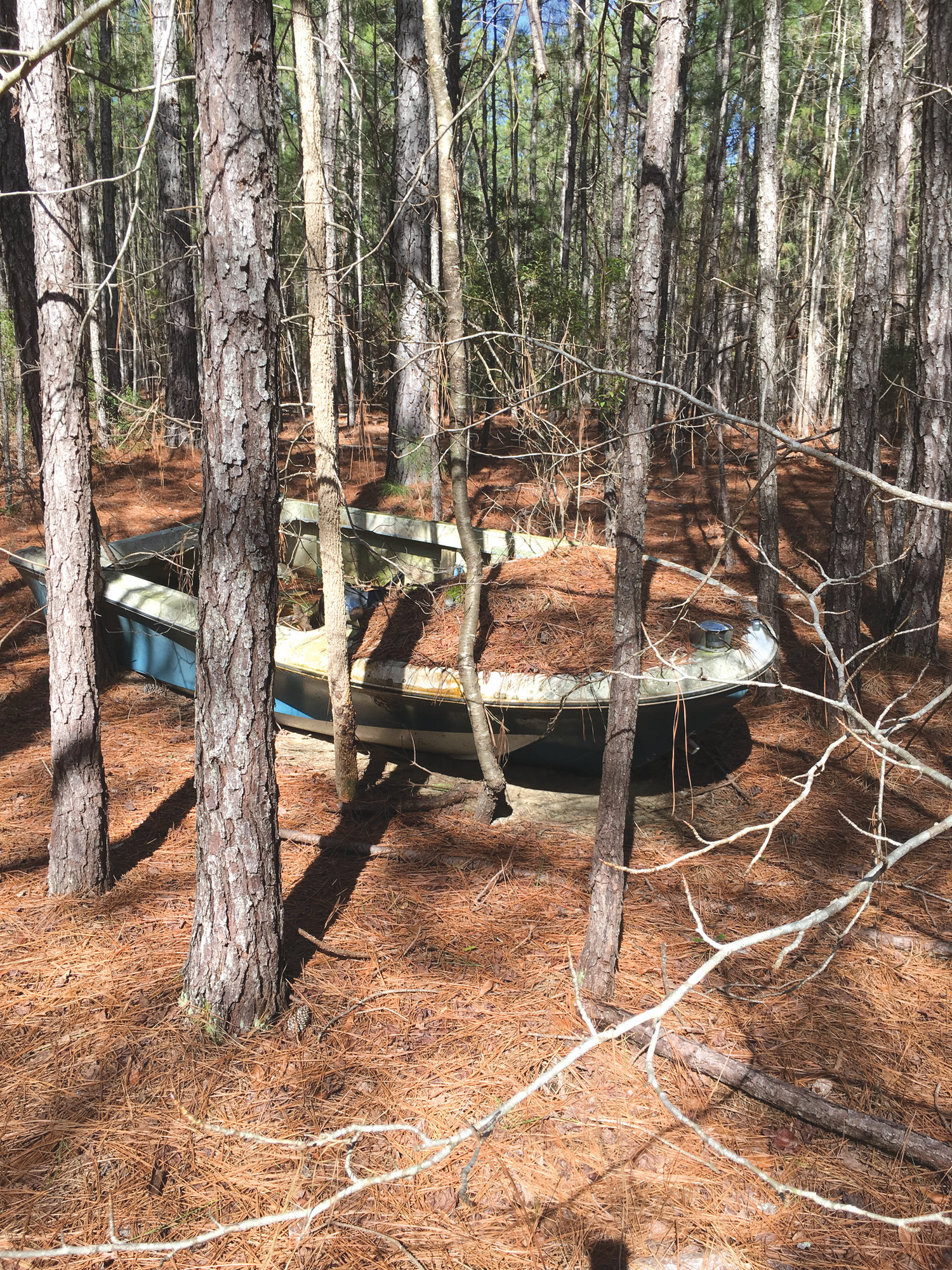 A speed boat is seen out in a stand of volunteer pines.