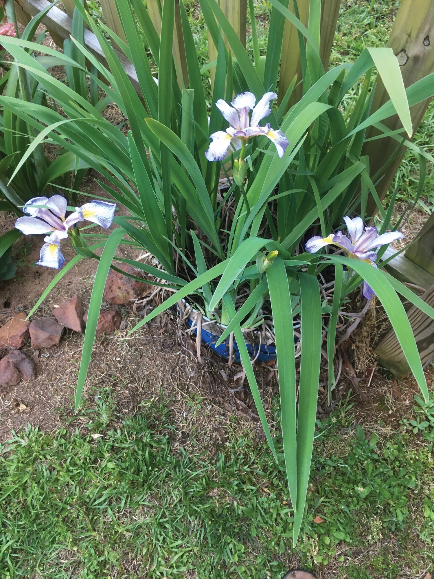 Blue flag irises bloom in Ginger's garden.