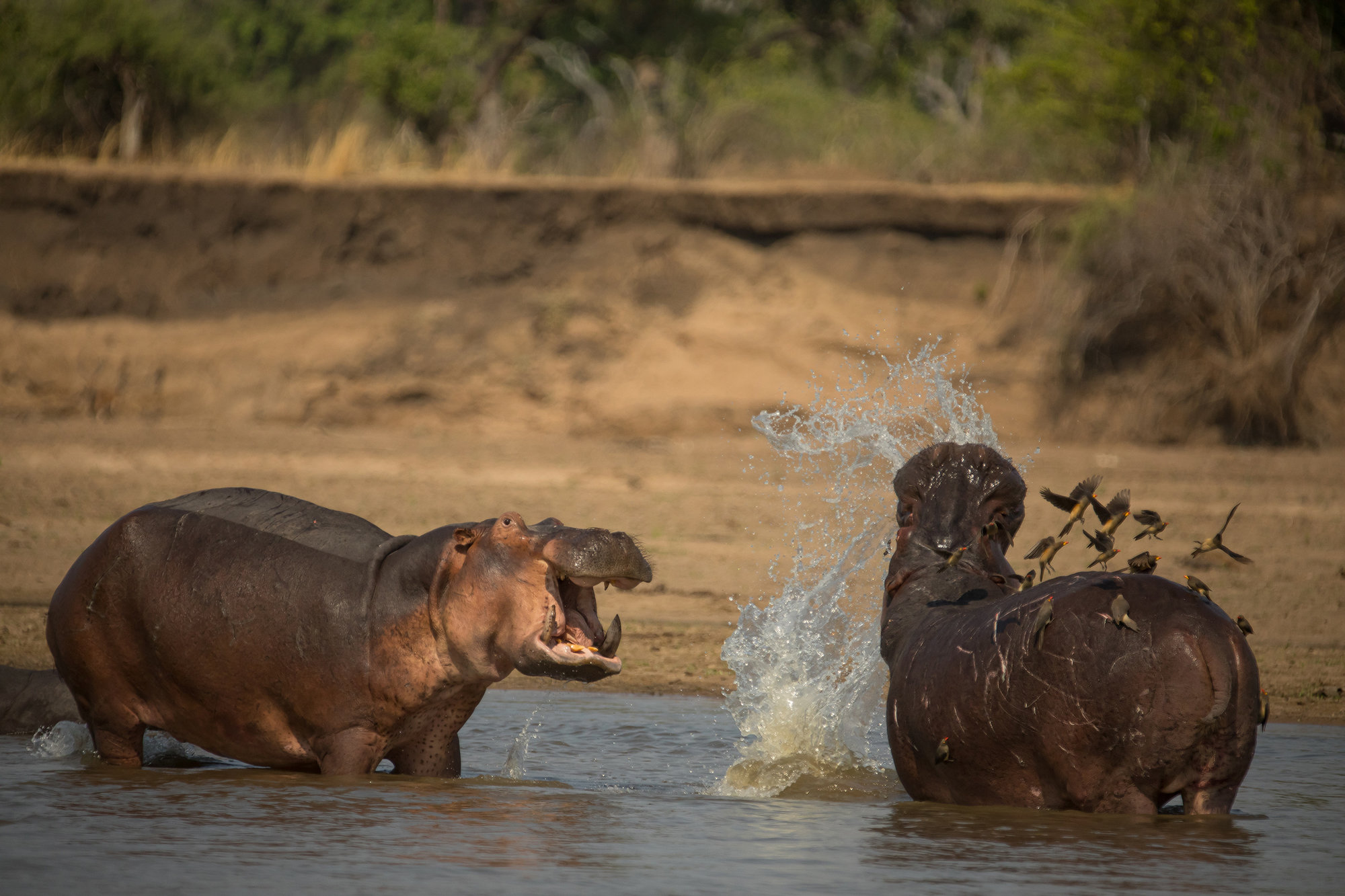 Nature Follows The Life Of The Hippo King The Sumter Item