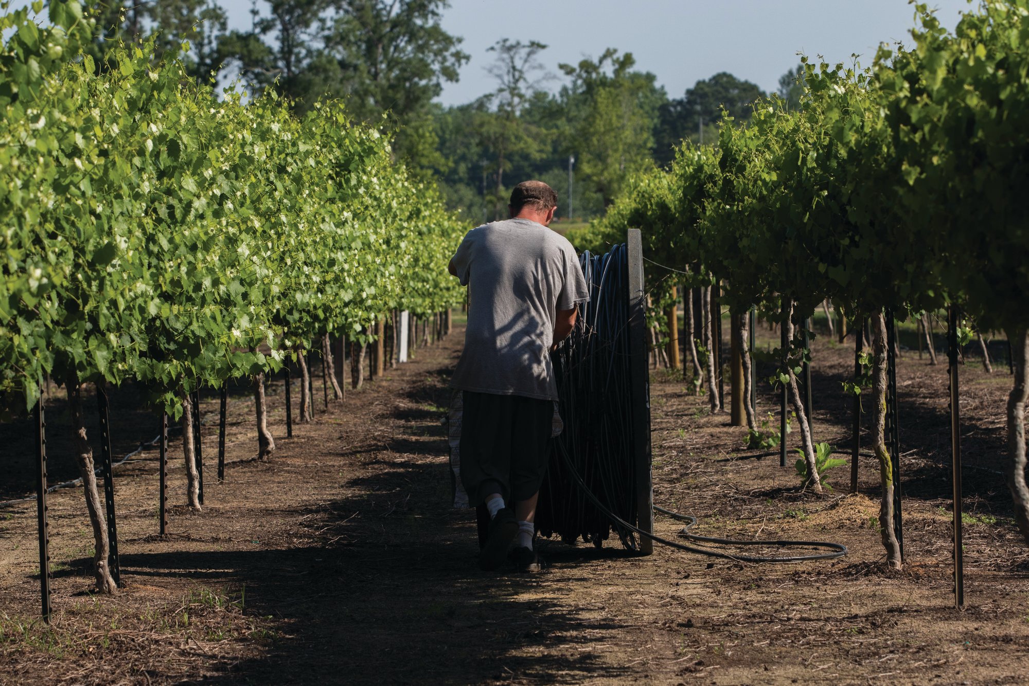 Muscadine winery near me hotsell