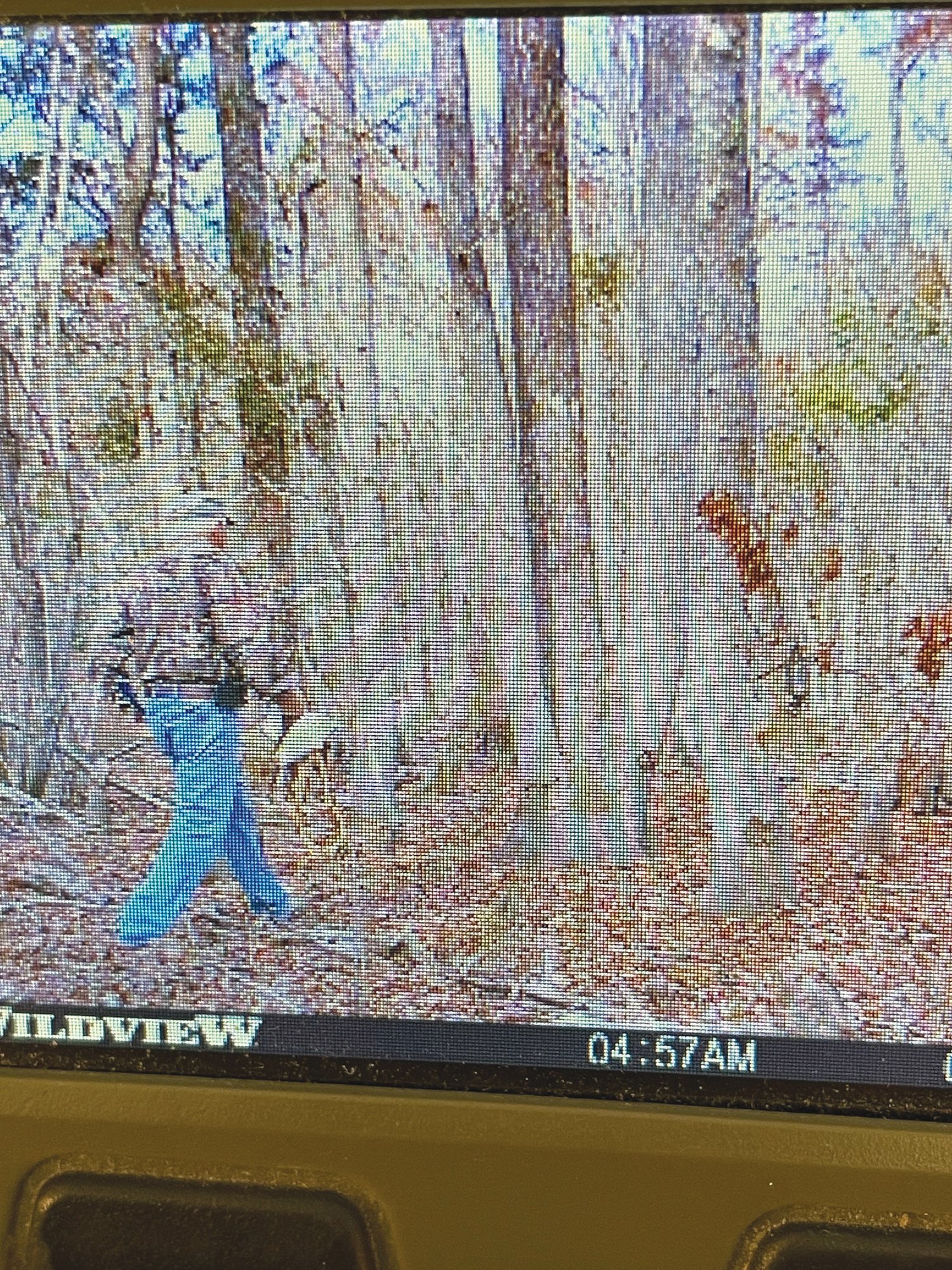 A trail camera caught a photo of me walking into the woods of the reserve.