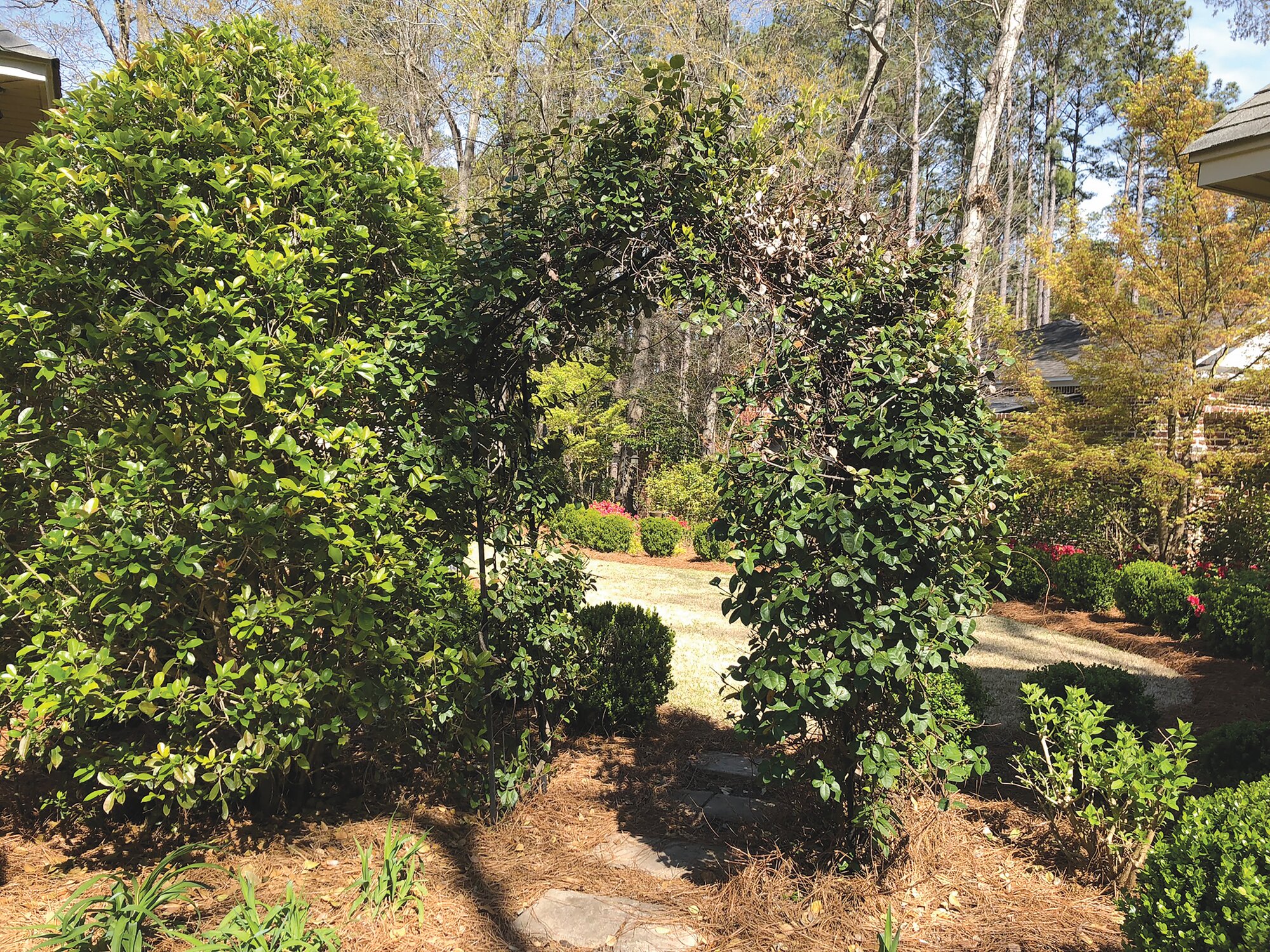 The owners of the first garden on the annual Sumter Spring Garden Tour have maximized each space in their garden with neat beds, a pergola, climbing roses on a brick fence and more.