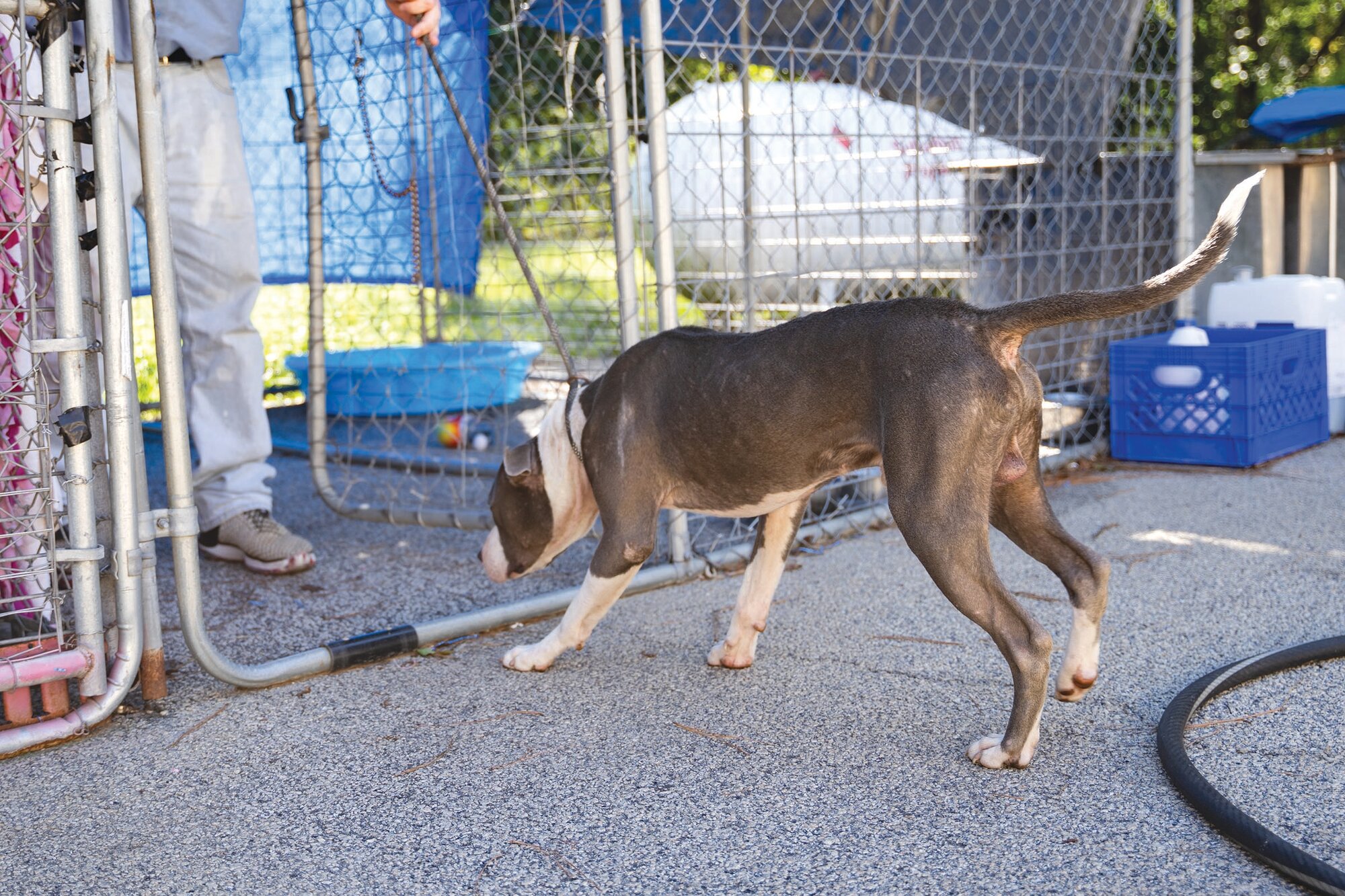 Sumter Woman Urges City Council To Consider Options For Low-cost Spay ...