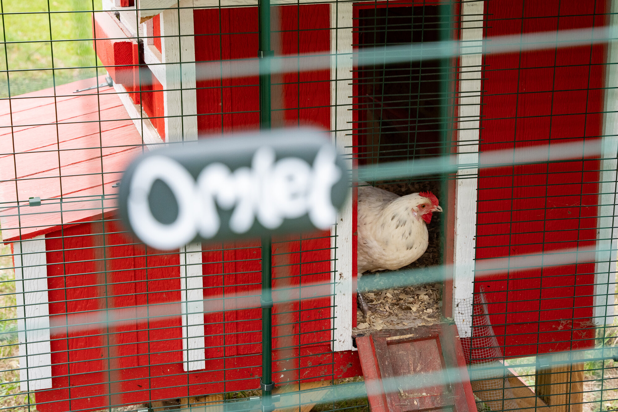 city-of-sumter-approves-new-chicken-rules-with-some-changes-roosters